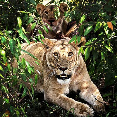 マサイマラ自然保護区/ケニア