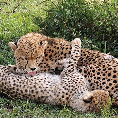 マサイマラ自然保護区/ケニア